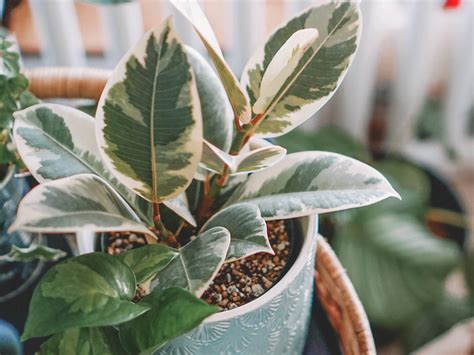 風水植物|風水効果がある観葉植物20選｜金運・恋愛運が上がるのは？置き 